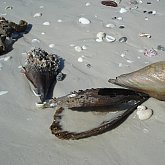 Marco Island - Shells